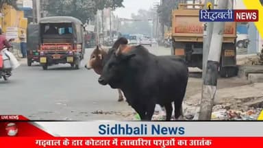 कोटद्वार में लावारिश पशुओं का आतंक, एक व्यापारी को किया गंभीर घायल, नगर निगम नींद में...
#news #utrakhand #kotdwar