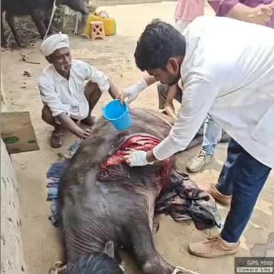खलीलाबाद: चारा मशीन में फंसे गंभीर घायल पशु की 1962 मोबाइल वेटरनरी टीम ने बचाई जान