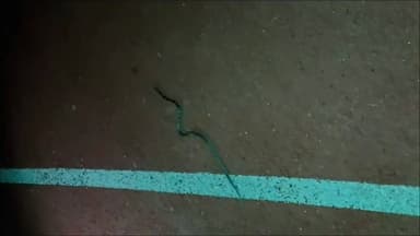 बड़ौत: छपरौली में रनिंग ट्रैक पर सांप देखे जाने से खिलाड़ियों में दहशत का माहौल, वीडियो सोशल मीडिया पर वायरल