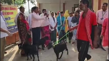 बक्सर: मांस व दूध उत्पादन के लिए ब्लैक बंगाल नस्ल की बकरियां उपयुक्त, सांसद की मौजूदगी में किसानों को किया गया वितरण