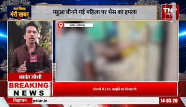 महुआ बिनने गयी महिला पर वन भैंसे ने किया हमला