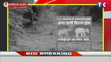 बालोद में जंगली सूअर का खौफ: पति-पत्नी पर जानलेवा हमला, हमले के बाद सूअर की भी संदिग्ध मौत!