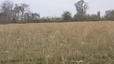 तिलहर: तेज हवाओं और गड़गड़ाहट के साथ शुरू हुई बारिश, किसानों की बढ़ी चिंताएं, सरसों, मसूर और गेहूं की फसल खराब होने की आशंका