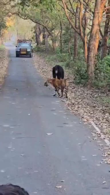 पीलीभीत: टाइगर रिजर्व में बाघ और भालू की साथ-साथ मौजूदगी: संतुलित जंगल का संकेत, वीडियो हुआ वायरल