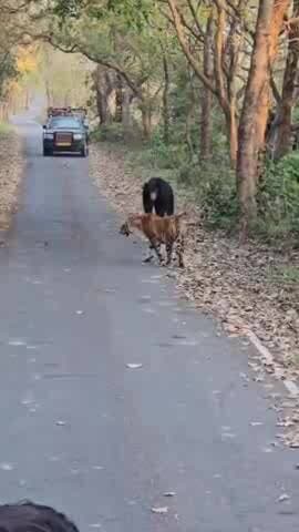 पीलीभीत: पीलीभीत टाइगर रिजर्व के जंगल में भालू की आक्रामकता को देखकर पीछे हटा टाइगर, वीडियो आया सामने