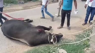 सैदपुर: अज्ञात अराजक तत्वों ने गोवंश को छूरे से काटकर किया घायल, शेखपुर से मीलों तक दौड़ाकर हुआ उपचार