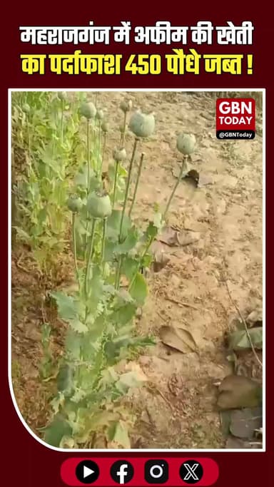 महराजगंज: खेत में लहलहा रही थी अफीम, पुलिस ने पकड़ी अवैध खेती
#UPCrime #MaharajganjNews #DrugBust #Action