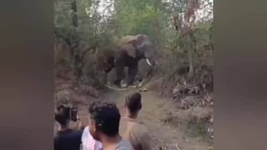 ରାଉରକେଲା ମ୍ୟୁନିସିପାଲଟି: କଲୁଙ୍ଗା ନିକଟରେ ଥିବା ଏକ କେନାଲ ଭିତରେ ପଡିଲା ଦନ୍ତା ହାତୀ