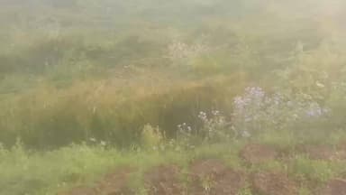 kHANNA TIMES rep by Kapil pandey village पिपरिया जय भुदरा किसान arjun pandey की फसल खराब हो गई है तहिसील कलीनगर