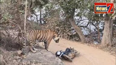 #news रणथंभौर में टाइगर से आमना-सामना, बाइक छोड़ जान बचाकर भागे वनकर्मी #ranthambore #SawaiMadhopur #tiger #News7 #today...