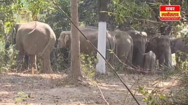 झारखंड से भटकर लखीसराय पहुंचे हाथियों का झुंड, खेतों में मचाया उत्पात।
#khabarlakhisarai
#lakhisarai
#DistrictAdminist...