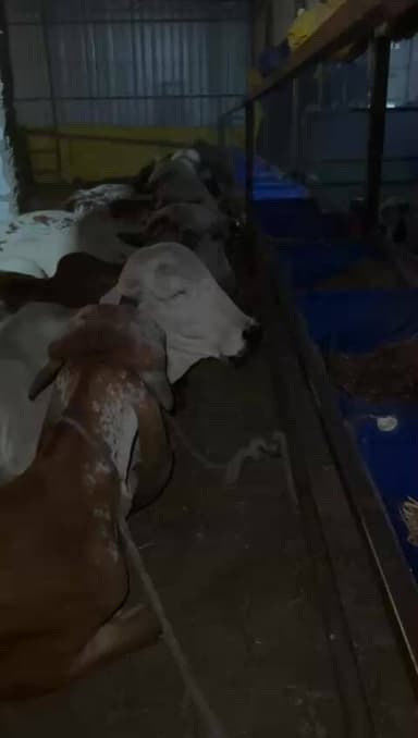 गिर गाय के दूध एवं अन्य प्रोडक्ट लेने के लिए संपर्क करें।