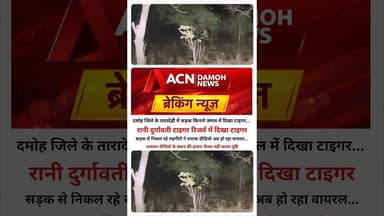 टाइगर रिजर्व में दिखा टाइगर...! #latestnews #news #ख़बर1इंडिया #khabartamariindia #hindinews