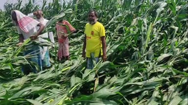 মাটিয়া: মাকৈ খেতি কৰি মুৰে কপালে হাত দিছে সিধাবাৰী নয়া পাৰাৰ কেইবাটাও পৰিয়ালে
