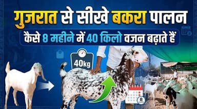 गुजरात का 'बकरा पालन' फॉर्मूला: 8 महीने में 40KG वजन! 🐐📈 | Kesimpa, Vadnagar
#BakraPalan #GoatFarming #KesimpaAnimalHusb...
