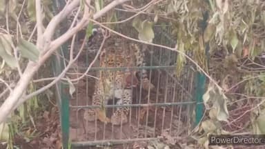 काशीपुर: काशीपुर के गोविषाण टीला क्षेत्र में पिछले कई वर्षों से तेंदुओं का खौफ बना हुआ है