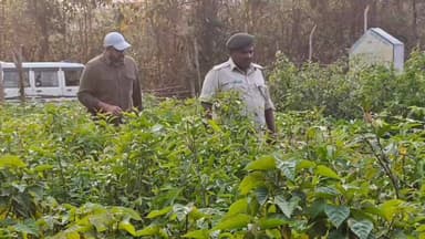 ମୋହନା: ମୋହନା ରେଞ୍ଜରେ ଅଗ୍ନି ପ୍ରସ୍ତୁତି ଏବଂ ନର୍ସରୀ ପ୍ରଗତି ବିଷୟରେ ଡିଏଫଓ କେ ନାଗରାଜୁଙ୍କ ବିସ୍ତୃତ ସମୀକ୍ଷା