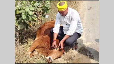 बीकापुर: अज्ञात वाहन की टक्कर से घायल गाय का गौसेवक व पुलिस की मदद से हुआ इलाज