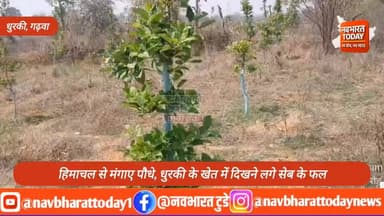 गढ़वा/ धुरकी: धुरकी में सेब की बागवानी बनी चर्चा का विषय, कई पौधों में आए फल
#jharkhand #nagaruntari #garhwa #JharkhandN...