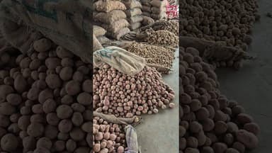 आज का आलू का भाव चकरपुर मंडी कानपुर से #aalukabhav