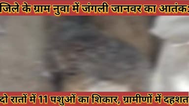 #जिले_के_ग्राम_नुवा_में_जंगली_जानवर_का_आतंक_दो_रातों_में #11_पशुओं_का_शिकार_ग्रामीणों_में_दहशत
#jile #ke #gram #nuwa #m...