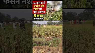 नालंदा में अफीम की खेती पर बड़ा एक्शन, 8 कट्ठा फसल नष्ट #facebookpostシ #viralreels