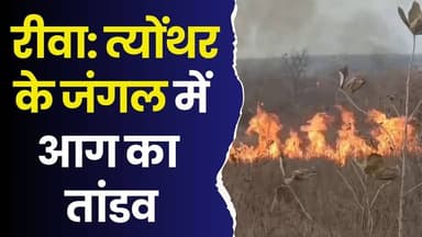 रीवा: त्योंथर के जंगलों में आग का तांडव, धू-धू कर जल रहे सागौन और तेंदू के हरे पेड़,सो रहा प्रशासन!
#RewaForestFire #Mah...