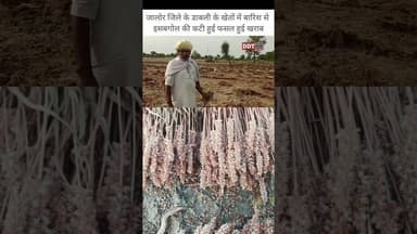 डाबली #जालोर #ddt