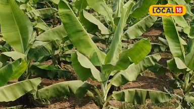 सरकारी नौकरी छोड़कर कर रहे है खेती किसानी लाखों की हो रही कमाई जानिए किसान की कहानी #reel #burhanpur #mohandhakle