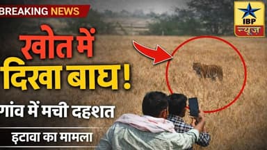 Kota Tiger Breaking: खेतों में घूमता दिखा बाघ, गांव वालों में डर का माहौल #ibpnews #कोटा #tiger