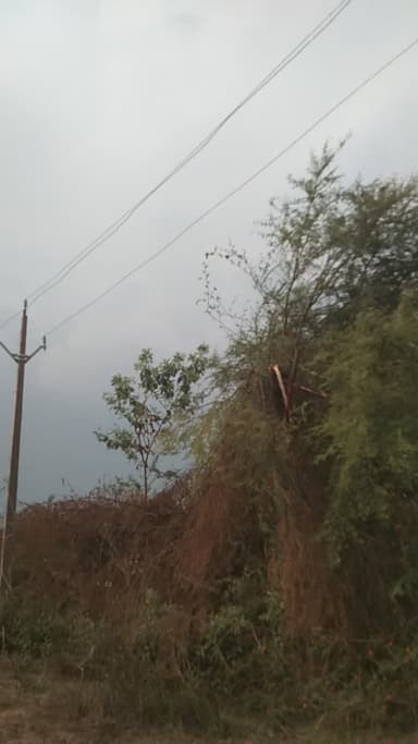 धनौरा,, गंगाटोला से सुआडोंगरी नई लाइन 11केवी कि तार काट कर ले गए चोर सप्ताह में तीसरी बार चुरा ले गए चोर