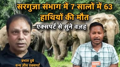 सरगुजा में 7 सालों में 63 हाथियों के मौत आखिर क्या है वजह जाने वन्य जीव एक्सपर्ट से
#chhattisgarh #Wild