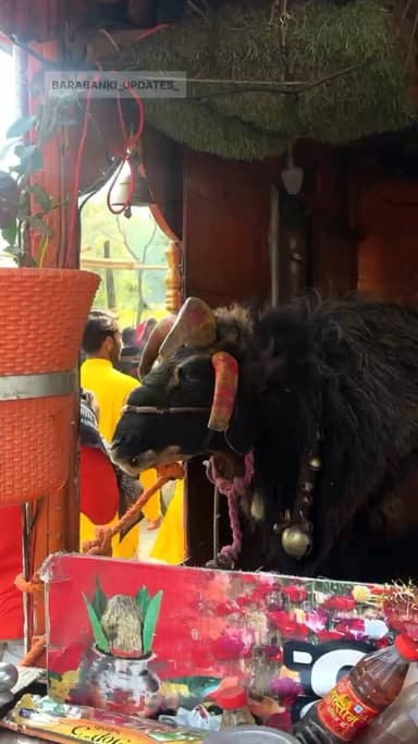 4 सिंह वाला बकरा #shortvideos #newvideo #viralshorts #viralreels #barabanki #bbk