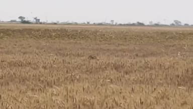 🐆 ब्रेकिंग न्यूज़: इटावा क्षेत्र में चीते की दस्तक, ग्रामीणों में दहशत!