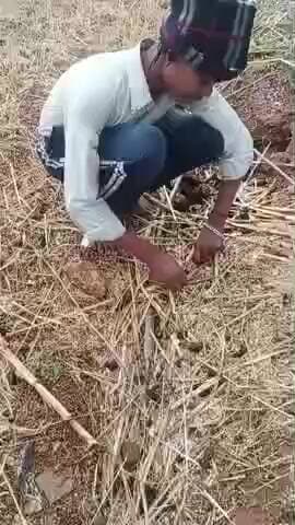 # जिला : ललितपुर (हीरापुर हनुपुरा) में ओयले की बारिश होने से किसानों का हुआ बहुत नुकसान#@