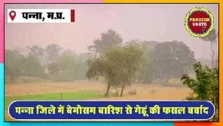किसानों पर कुदरत का कहर: बेमौसम बारिश से गेहूं की फसल बर्बाद,किसान बेहाल। #PannaNews #FarmersCrisis #UnseasonalRain #Cro...
