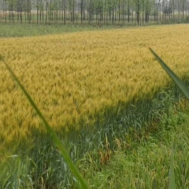 यमुनानगर बेमौसम बारिश से बदला मौसम, गेहूं की फसल पर मंडराया खतरा
#YamunanagarNews #ClimateChangeImpact #UnseasonalRain #...