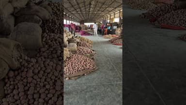 आज का आलू का भाव चकरपुर मंडी कानपुर से #aalukabhav