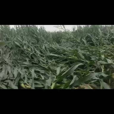 Bhawanipur Fateh Ali mein hamare khet mein sare Makka gir chuke hain