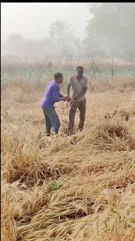 ग्राम म्याऊं तहसील तालबेहट मैं कल की बारिश से और ओलावृष्टि से बहुत नुकसान किसान की फसल क्षतिग्रस्त हो गई किसान आत्मदाह