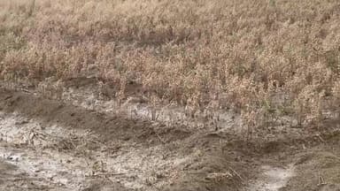 मोहनगढ़ नहरी क्षेत्र मे जमकर हुई बारिश, किसानो के अरमानो पर फिरा पानी.....
#जैसलमेर #jaisalmer #barmer #Bikaner #jodhpur...