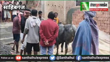 #तीनपहाड़ में बेखौफ गो-तस्कर सक्रिय, सरयपुरा गांव में बिना नंबर पिकअप से 3 सांड व 2 गाय बरामद DC Sahibganj Jharkhand Pol...