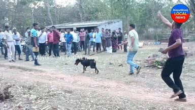 #ଜଙ୍ଗଲ ଭିତରେ ଛାତ୍ରୀଙ୍କ ମୃତଦେହ#
(sanjib kumar ranjit,ମୟୁରଭଞ୍ଜ)
ବସ୍ତା ଭିତରୁ ମିଳିଲା ନାବାଳିକା ଛାତ୍ରୀଙ୍କ ମୃତଦେହ। ଗତକାଲି ସନ୍ଧ୍...