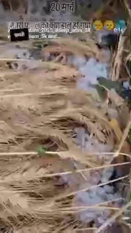 Madhya Pradesh gram chhapri mein aur Girne Ke Karan sari fasal nasht ho gai