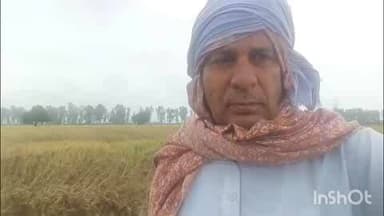 सोनीपत: सोनीपत जिले में बारिश से किसानों की फसल बर्बाद