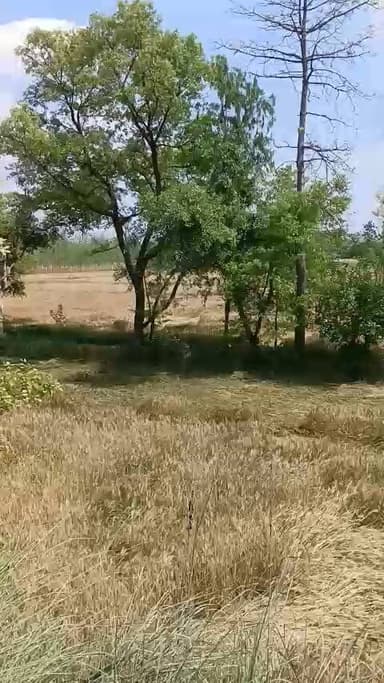 बहराइच: नानपारा के खैरा कला गांव का वीडियो किसानों के ऊपर टूटा प्राकृतिक का कर किसने की फसल हुई बर्बाद सरकार से।गाई गुहा