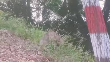 हमारे दिनारा थाना में भानस मोड़ के समित तिन लकड बाधा दिखाई दिया है