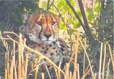 बारां: कूनो नेशनल पार्क से आए चीता केपी 3 का मुवमेंट दौलतपुरा गांव में आया नजर, वन विभाग की टीम रख रही निगरानी