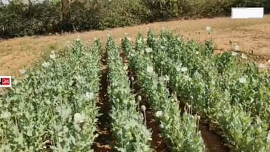 रायगढ़ के लैलूंगा विधानसभा अंतर्गत घटगांव में मिला अफीम.. एक ही गांव में 3 जगह पर कर रहे हैं अफ़ीम की खेती
#Raigarh #L...