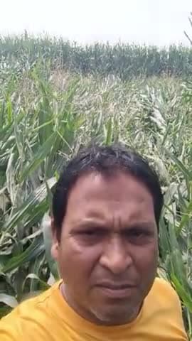 आंधी पानी में मक्का फसल बर्बाद parariya वार्ड no ३ बिहारीगंज विकाश चन्द्र झा